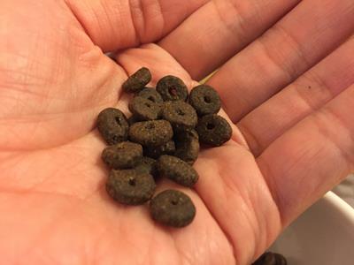 モグワンドッグフードの食いつき