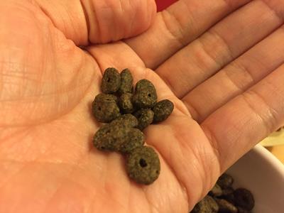 アランズの食いつき