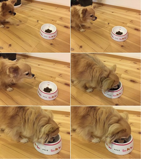カナガンドッグフードの食いつき