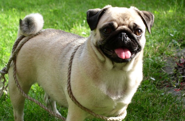 パグにおすすめのドッグフード