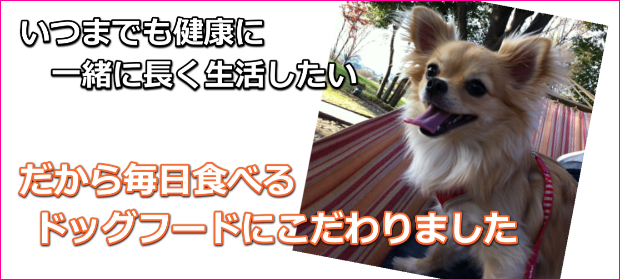 ドッグフードおすすめランキング2023年最新
